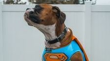 Super Scoopers Super Dog - Dog Waste Management Services in Omaha 